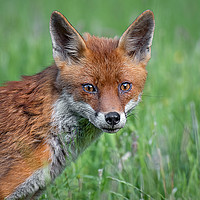 Buy canvas prints of Red fox by Alan Tunnicliffe