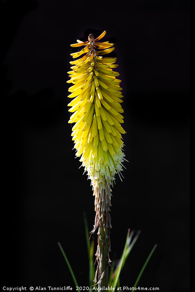 Red hot poker Picture Board by Alan Tunnicliffe