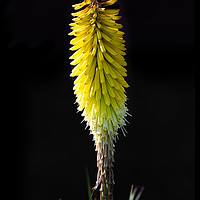 Buy canvas prints of Red hot poker by Alan Tunnicliffe