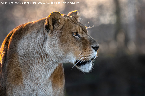 Lioness portrait Picture Board by Alan Tunnicliffe