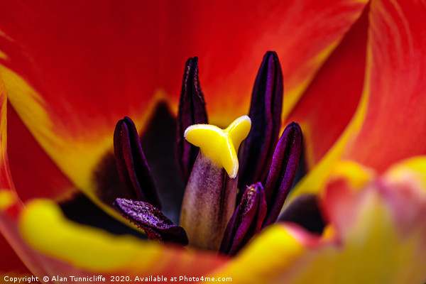 Tulip close up Picture Board by Alan Tunnicliffe