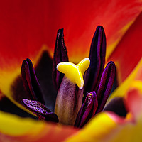 Buy canvas prints of Tulip close up by Alan Tunnicliffe