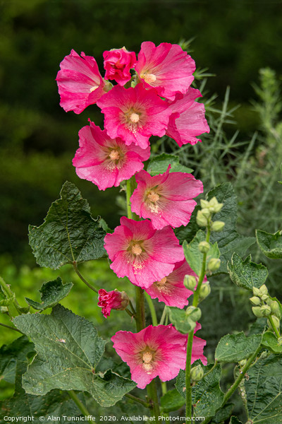 Hollyhock in bloom Picture Board by Alan Tunnicliffe