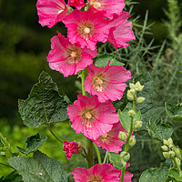 Buy canvas prints of Hollyhock in bloom by Alan Tunnicliffe