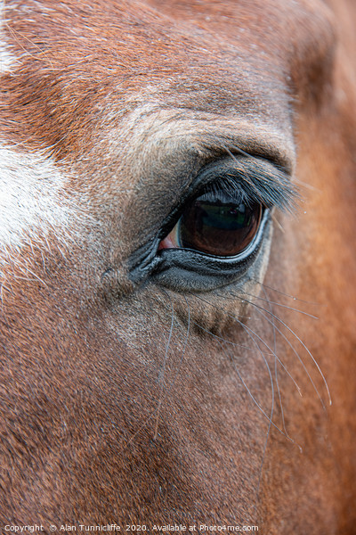 Very close up of the eye of a horse Picture Board by Alan Tunnicliffe