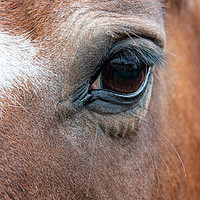Buy canvas prints of Very close up of the eye of a horse by Alan Tunnicliffe