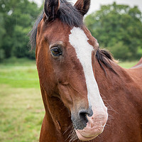Buy canvas prints of horse portrait by Alan Tunnicliffe