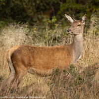 Buy canvas prints of red deer doe by Alan Tunnicliffe