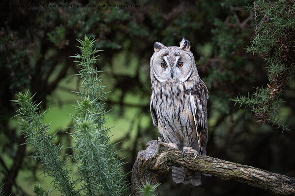 A long eared owl perched on a tree branch Picture Board by Alan Tunnicliffe