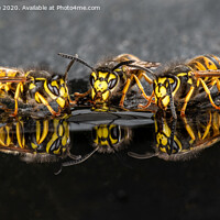 Buy canvas prints of wasps drinking by Alan Tunnicliffe