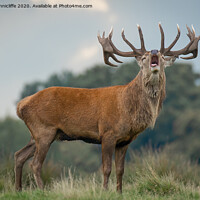 Buy canvas prints of A red deer stag bellowing by Alan Tunnicliffe