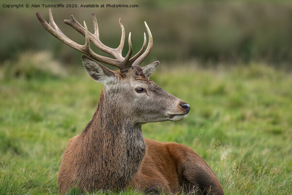 Young stag resting Picture Board by Alan Tunnicliffe