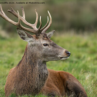 Buy canvas prints of Young stag resting by Alan Tunnicliffe