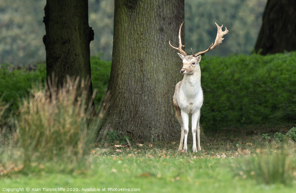 A young fallow deer buck Picture Board by Alan Tunnicliffe