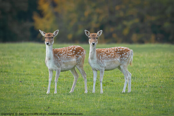 Two young fallow deer Picture Board by Alan Tunnicliffe