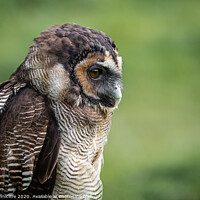 Buy canvas prints of A close up of an wood owl by Alan Tunnicliffe