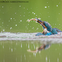 Buy canvas prints of Kingfisher with catch by Alan Tunnicliffe