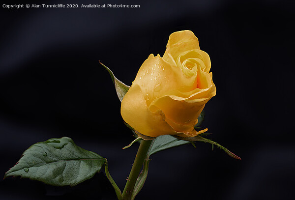 Yellow rose bud Picture Board by Alan Tunnicliffe