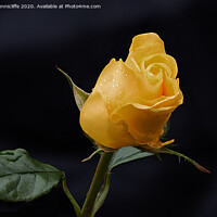 Buy canvas prints of Yellow rose bud by Alan Tunnicliffe