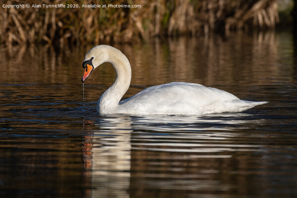 Elegant mute swan Picture Board by Alan Tunnicliffe