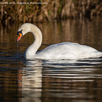 Buy canvas prints of Elegant mute swan by Alan Tunnicliffe