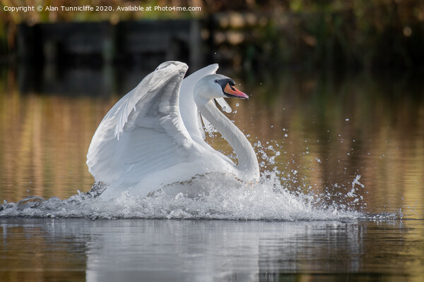 Swan landing Picture Board by Alan Tunnicliffe