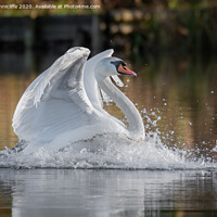 Buy canvas prints of Swan landing by Alan Tunnicliffe