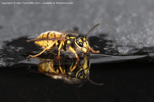 Wasp drinking Picture Board by Alan Tunnicliffe