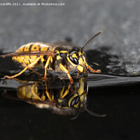 Buy canvas prints of Wasp drinking by Alan Tunnicliffe