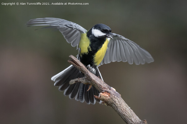 Great tit  Picture Board by Alan Tunnicliffe