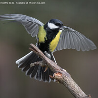 Buy canvas prints of Great tit  by Alan Tunnicliffe