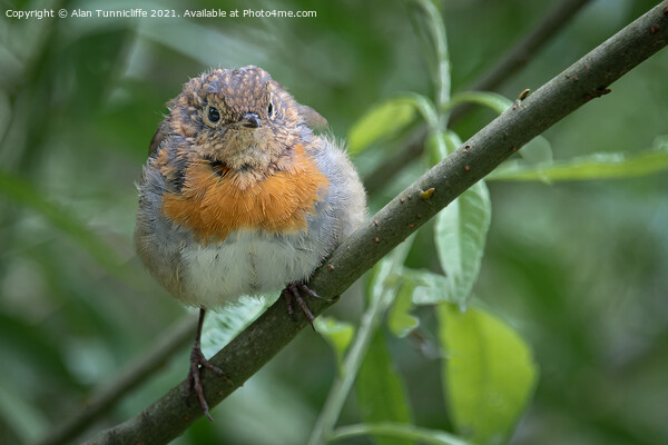 juvenile robin Picture Board by Alan Tunnicliffe