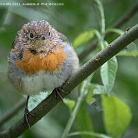 Buy canvas prints of juvenile robin by Alan Tunnicliffe