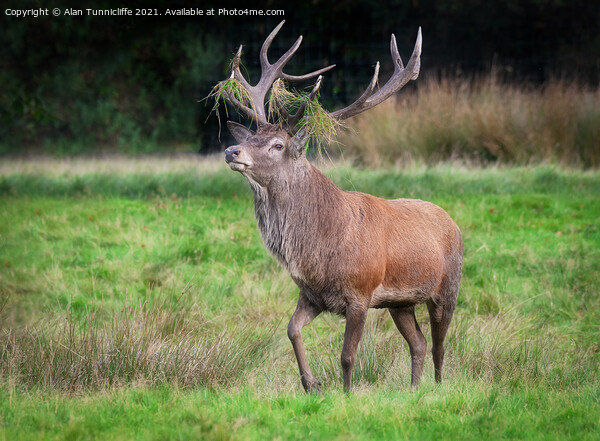 A red deer stag  Picture Board by Alan Tunnicliffe