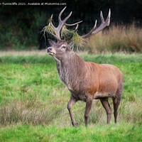 Buy canvas prints of A red deer stag  by Alan Tunnicliffe