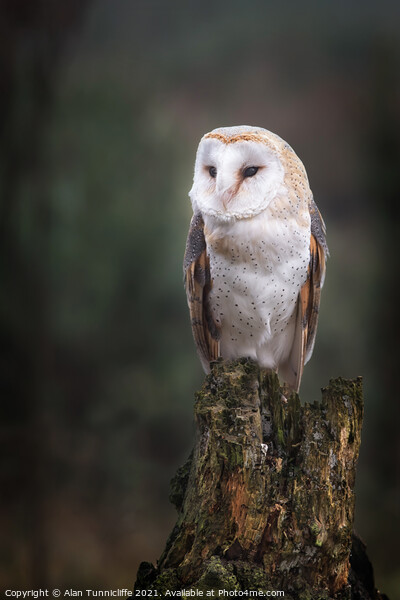Barn owl Picture Board by Alan Tunnicliffe
