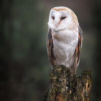 Buy canvas prints of Barn owl by Alan Tunnicliffe