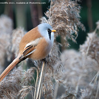 Buy canvas prints of Bearded tit by Alan Tunnicliffe