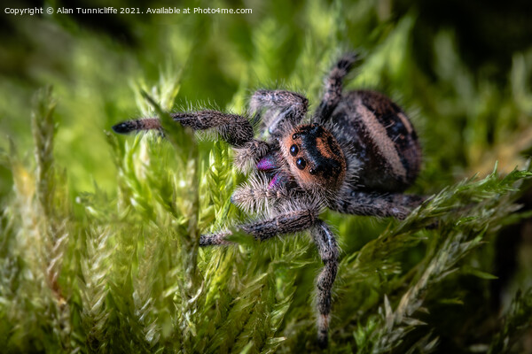 Spider close up Picture Board by Alan Tunnicliffe