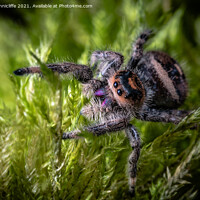 Buy canvas prints of Spider close up by Alan Tunnicliffe