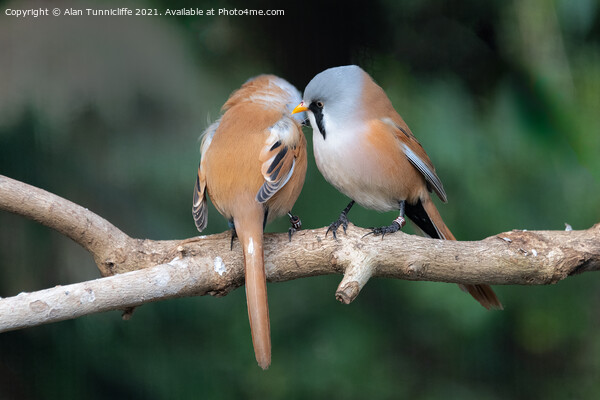 pair of bearded tits Picture Board by Alan Tunnicliffe