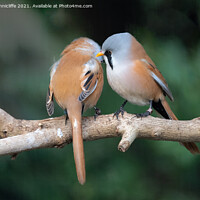 Buy canvas prints of pair of bearded tits by Alan Tunnicliffe