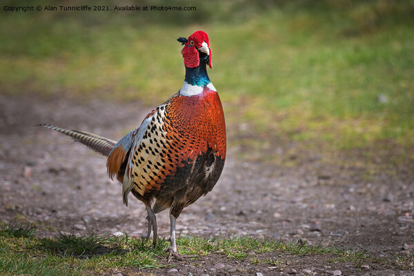 male pheasant Picture Board by Alan Tunnicliffe