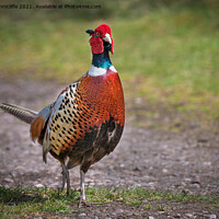 Buy canvas prints of male pheasant by Alan Tunnicliffe