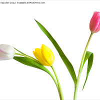 Buy canvas prints of Colorful Tulips by Ram Vasudev