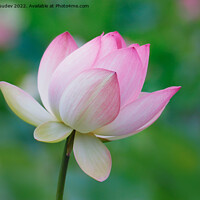 Buy canvas prints of Lotus Bloom by Ram Vasudev