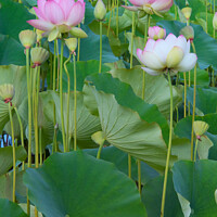 Buy canvas prints of Lotus Flowers by Ram Vasudev