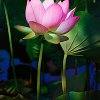 Buy canvas prints of Lotus Flower by Ram Vasudev