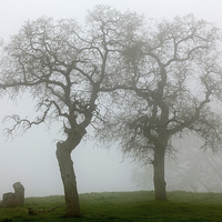 Buy canvas prints of Dancing Oaks In Fog - Central California by Ram Vasudev
