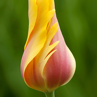 Buy canvas prints of Delicate folds of a tulip by Ram Vasudev